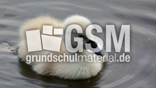 Höckerschwanküken (26).jpg